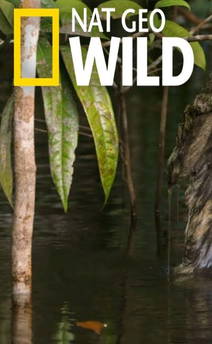 Nat Geo Wild – Gli Animali Più Pericolosi – Amazzonia in streaming