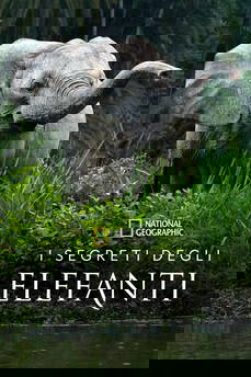 I segreti degli elefanti in streaming