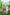 Arf in streaming