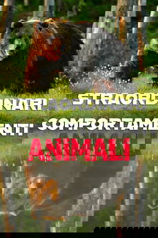 Straordinari comportamenti animali in streaming