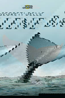 I segreti delle balene in streaming